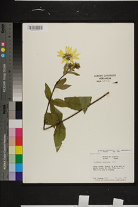 Silphium asteriscus var. angustatum image