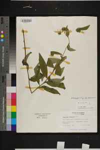 Silphium asteriscus var. laevicaule image