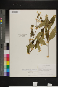 Silphium asteriscus var. laevicaule image