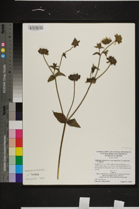 Silphium perplexum image