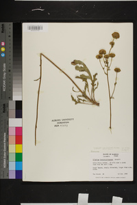 Silphium compositum image