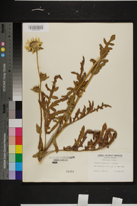 Silphium laciniatum image