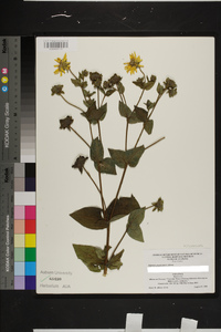 Silphium perplexum image