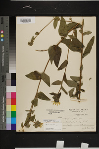 Silphium asteriscus var. scabrum image