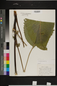 Silphium terebinthinaceum image