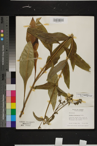 Silphium asteriscus var. latifolium image