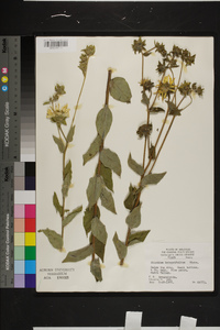 Silphium integrifolium image