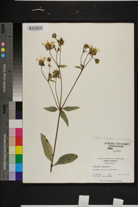 Silphium asteriscus var. trifoliatum image