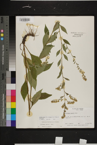 Solidago arguta var. boottii image