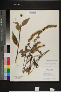 Solidago arguta var. boottii image