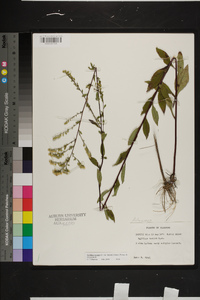 Solidago arguta var. boottii image