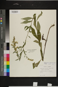 Solidago arguta var. boottii image