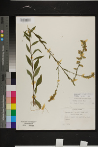 Solidago arguta var. boottii image