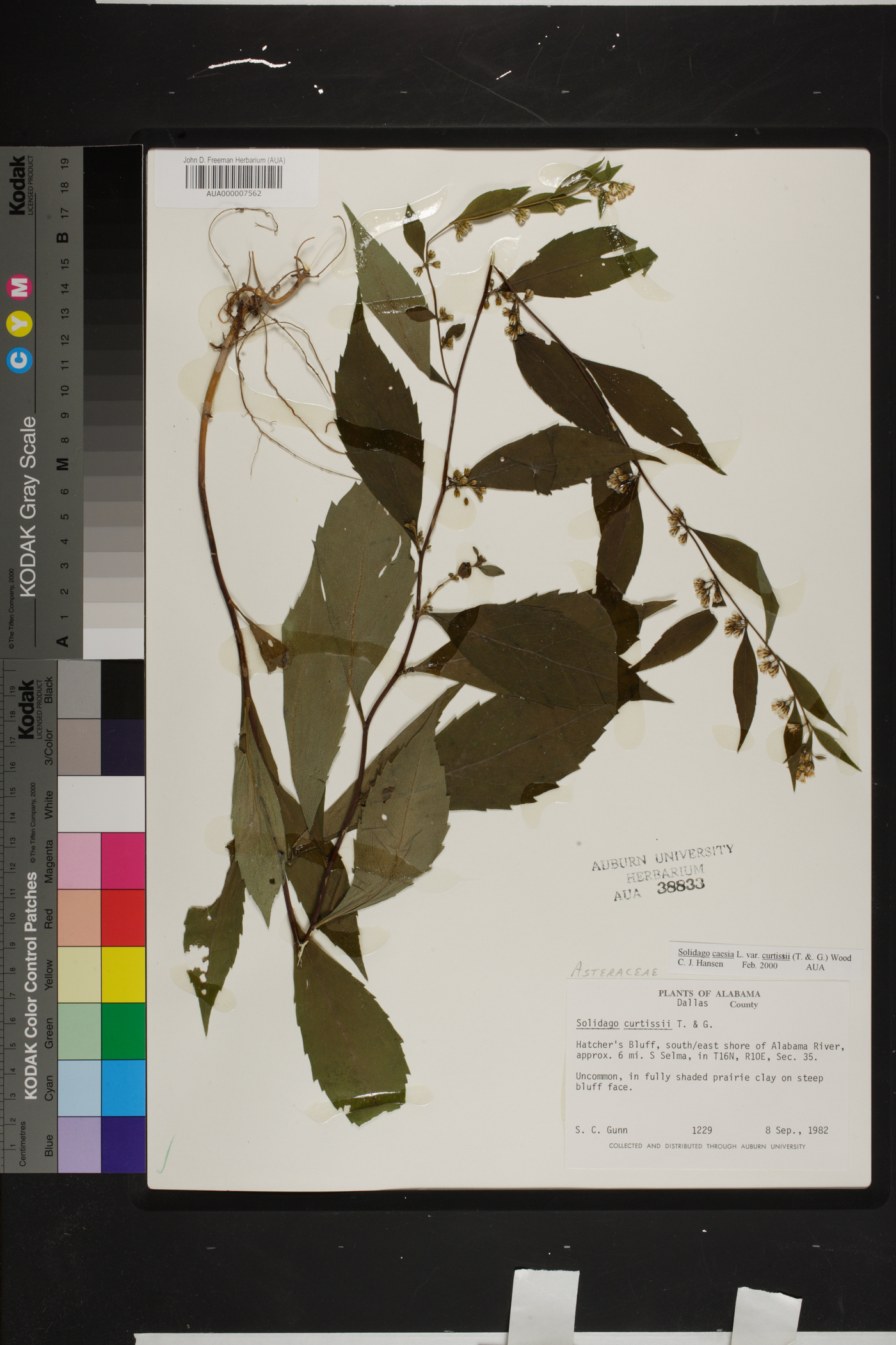 Solidago curtisii image