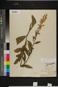 Solidago erecta image