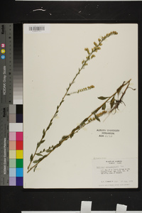 Solidago leavenworthii image