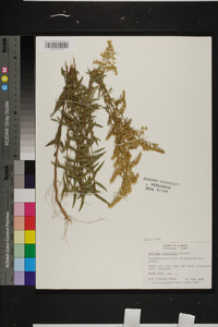 Solidago tortifolia image