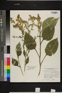 Solidago arguta var. boottii image