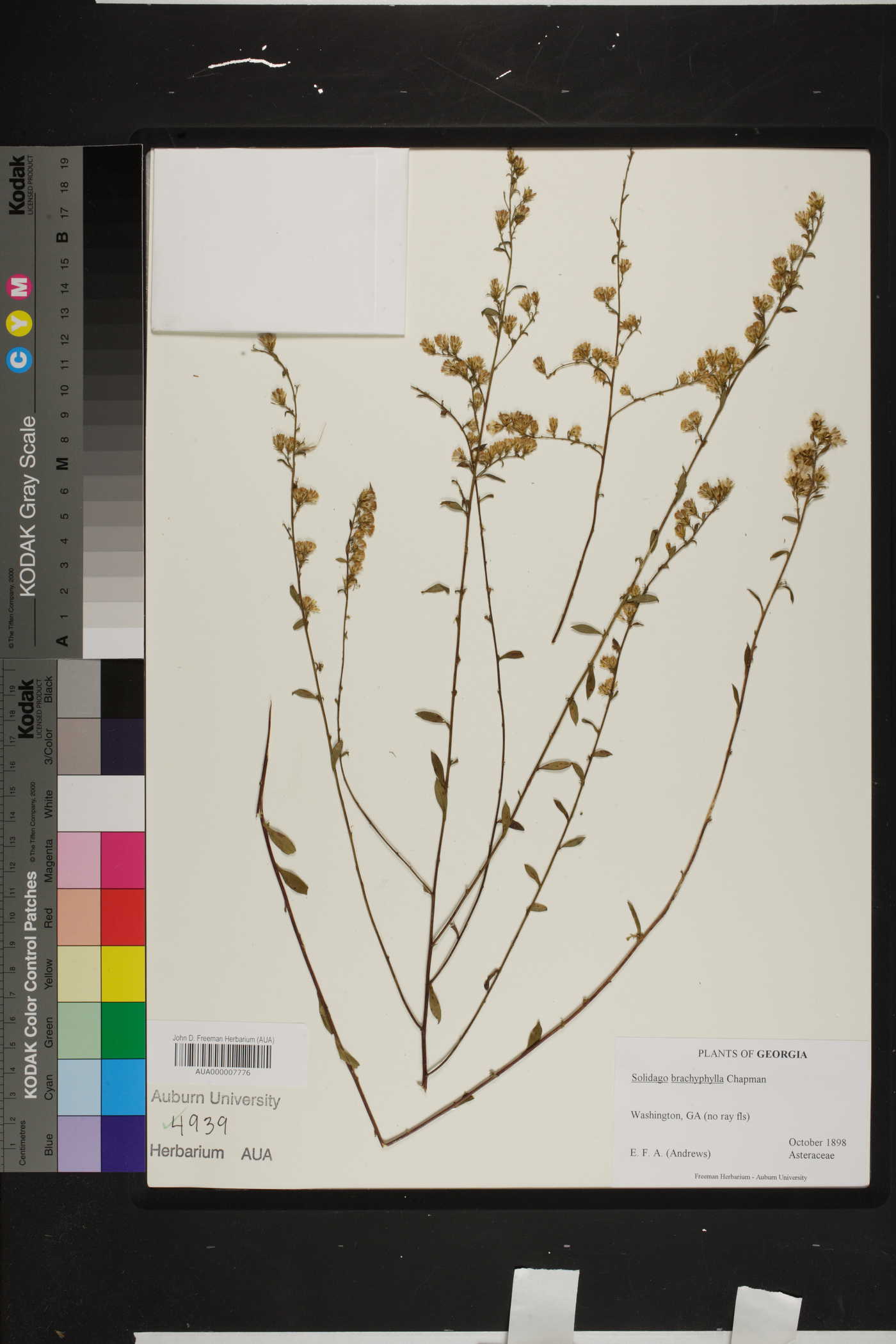 Solidago brachyphylla image