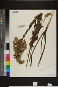 Solidago leavenworthii image