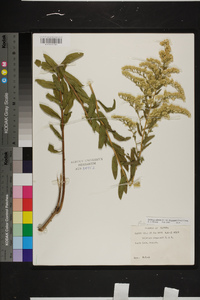 Solidago odora var. chapmanii image