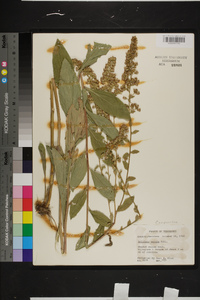 Solidago patula image