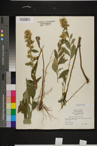 Solidago petiolaris image