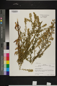 Solidago petiolaris image