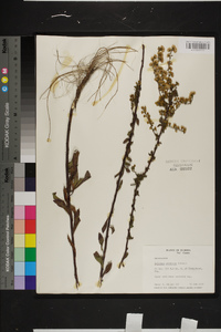 Solidago puberula image