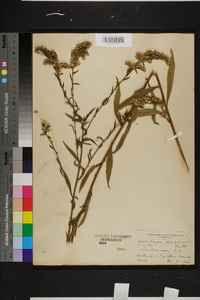 Solidago puberula image