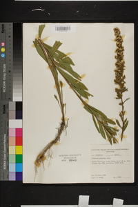 Solidago puberula image