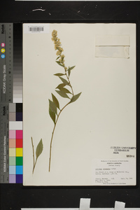 Solidago roanensis image