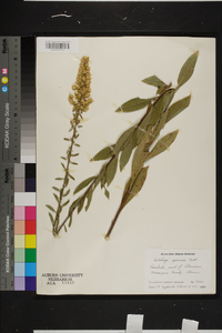 Solidago speciosa image