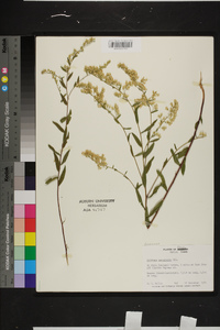 Solidago tortifolia image