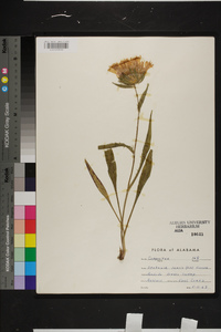 Stokesia laevis image