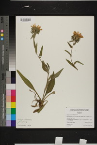 Stokesia laevis image