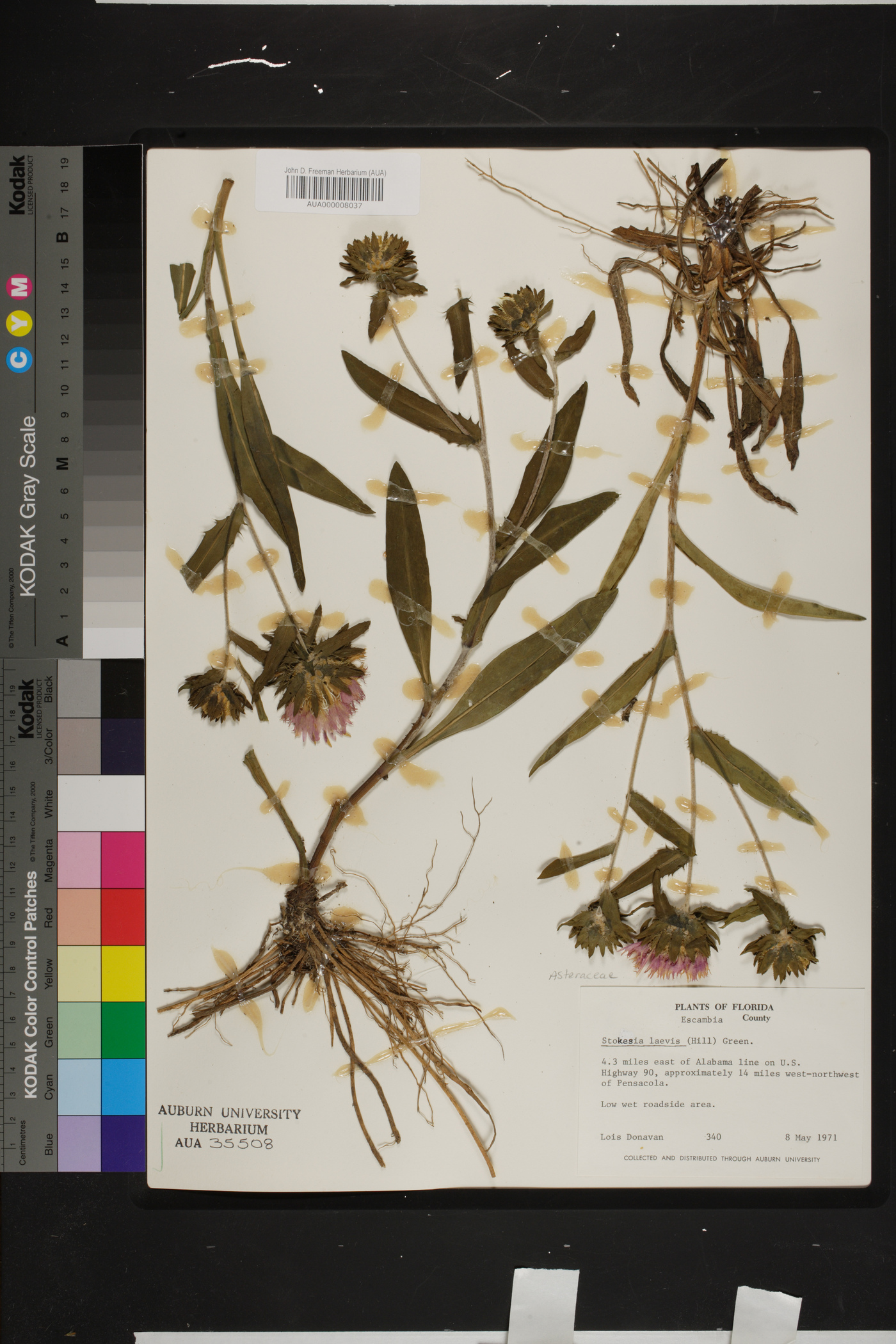 Stokesia laevis image