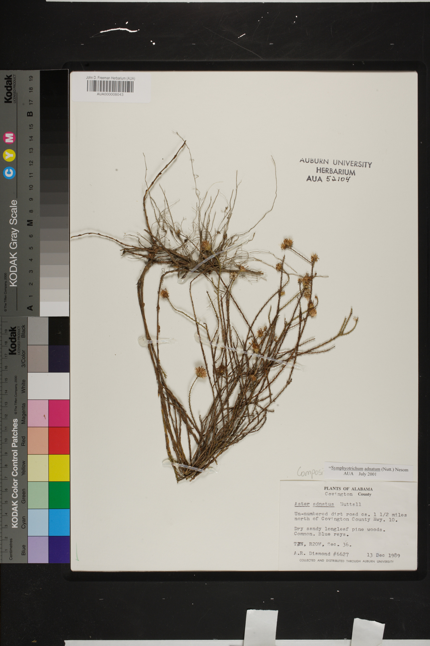 Symphyotrichum adnatum image