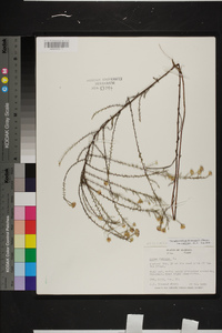 Symphyotrichum dumosum var. dumosum image