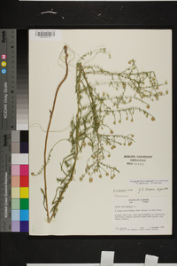 Symphyotrichum lateriflorum var. lateriflorum image