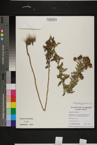 Symphyotrichum novae-angliae image