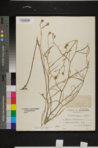 Symphyotrichum tenuifolium image