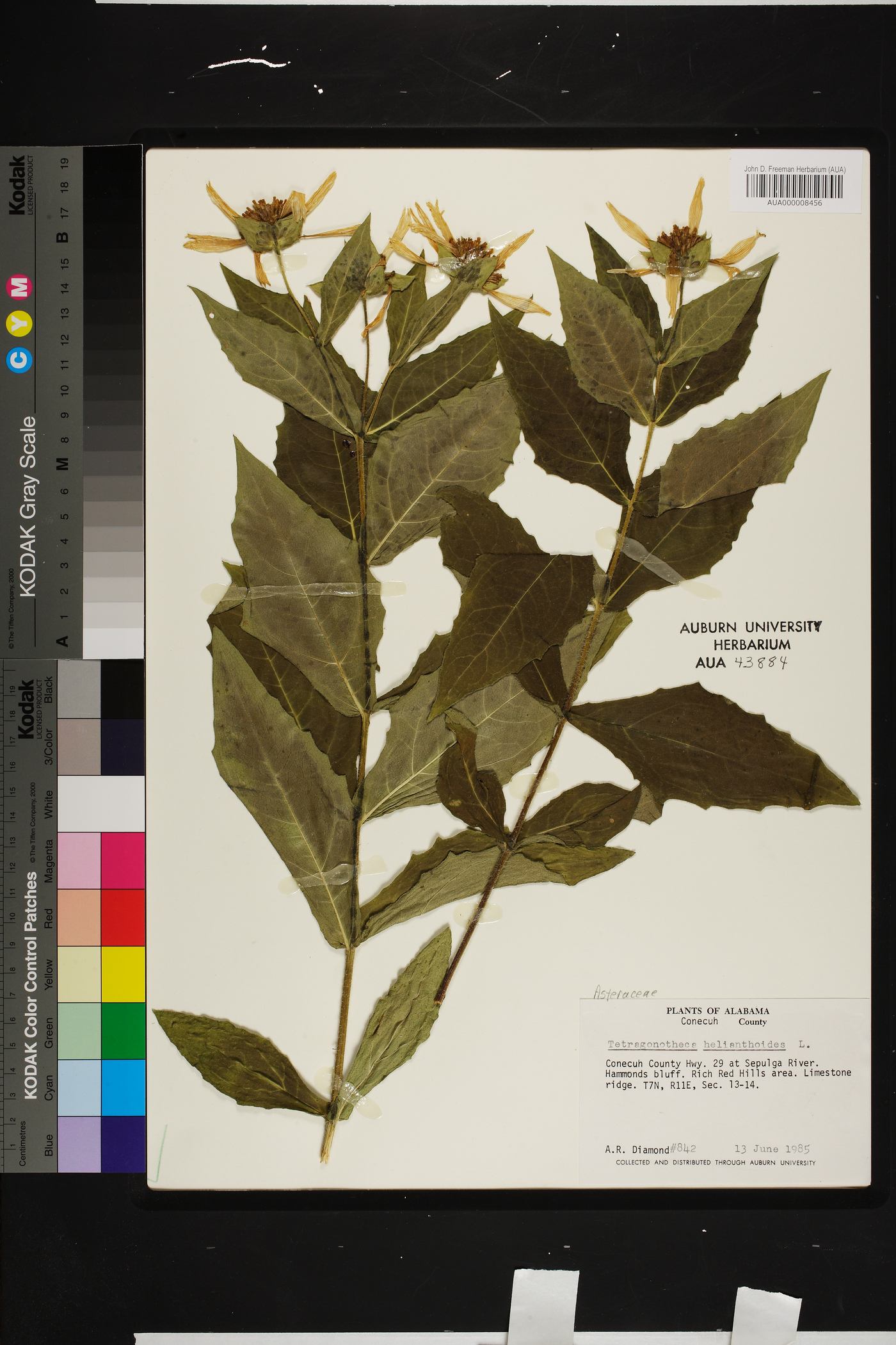 Tetragonotheca helianthoides image