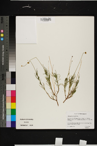 Thelesperma longipes image
