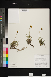 Thelesperma pubescens image