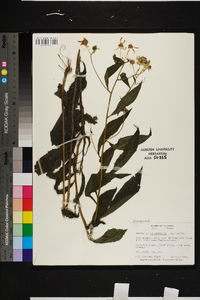 Verbesina alternifolia image