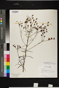 Vernonia angustifolia subsp. mohrii image