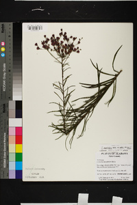 Vernonia angustifolia subsp. mohrii image