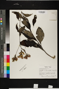 Vernonia flaccidifolia image