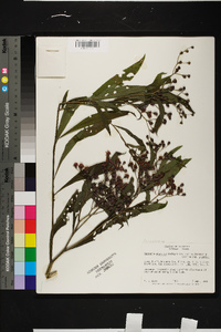 Vernonia gigantea subsp. gigantea image